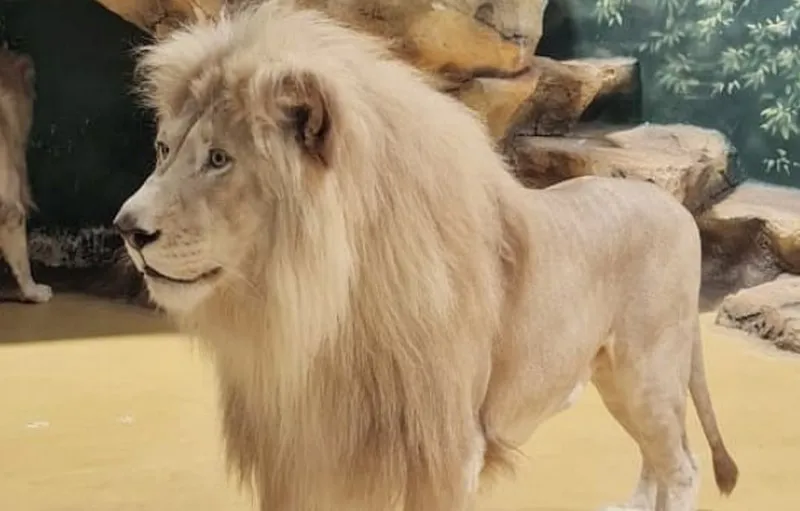 Родившиеся в Крыму белые львы переехали в казанский зоопарк