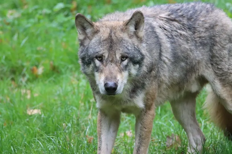 Крымчанин жестоко избил волка на глазах у ребенка