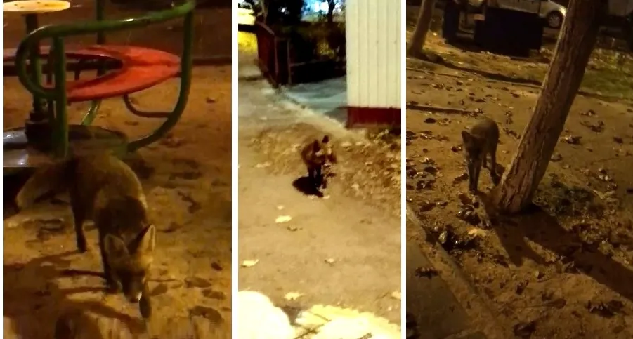 В Севастополе лиса разгоняет бродячих котов