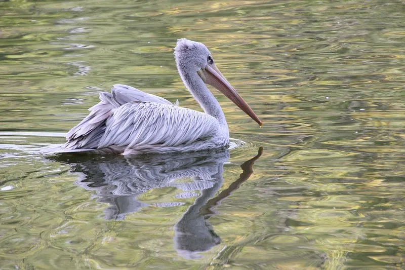 Неожиданная встреча: в Крым пожаловали пеликаны