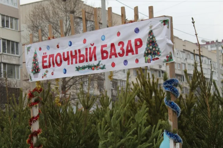 В Севастополе открылись ёлочные базары