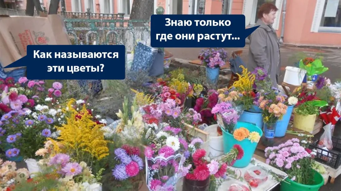 Чаще всего цветы с клумб на ЮБК воруют пенсионеры