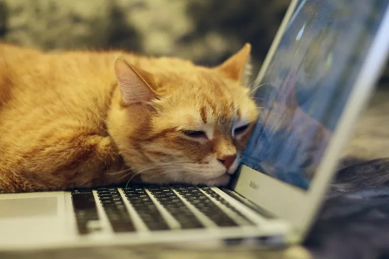 Раскрыто влияние кошек на хозяев на удалённой работе