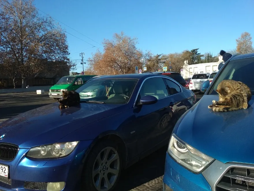 Севсети#1151: Двойники в Севастополе, ночные скидки и время чихать