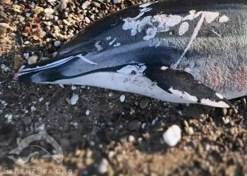Похожий на косатку дельфин убит в Крыму