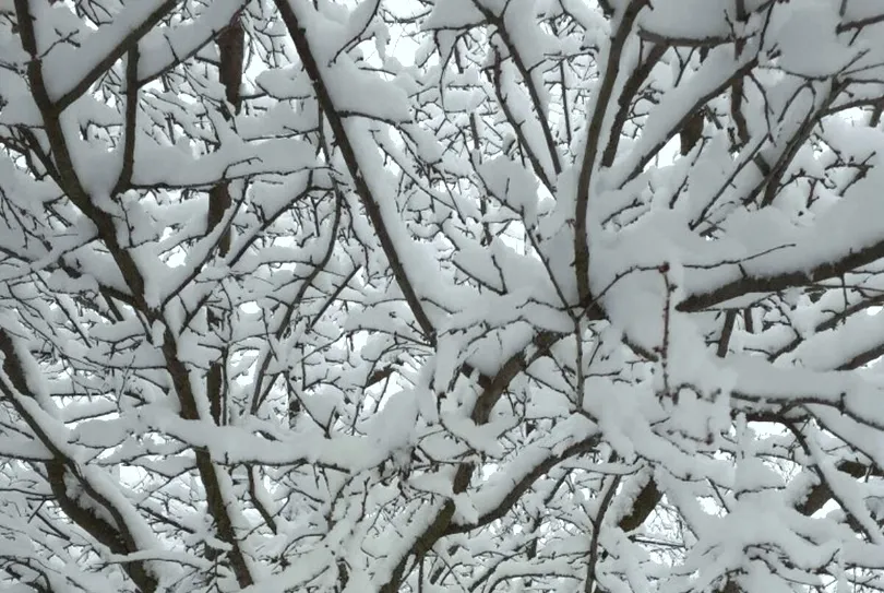 Севастопольцы поделились в сетях вчерашним снегом 