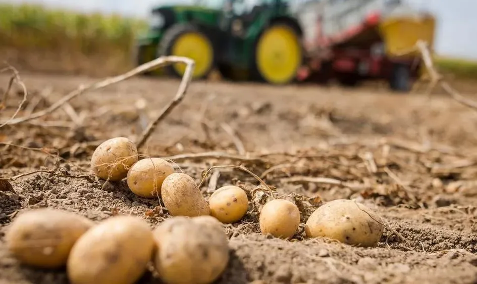 Стало известно о серьезных проблемах с производством картофеля на Украине 