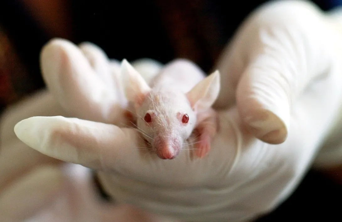 Крымские ученые покупают 30 мышей за миллион рублей