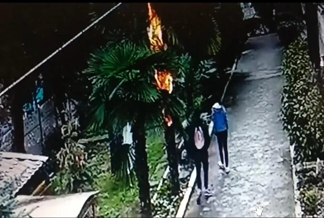 Сжечь пятиметровую пальму в Крыму стоит три тысячи рублей