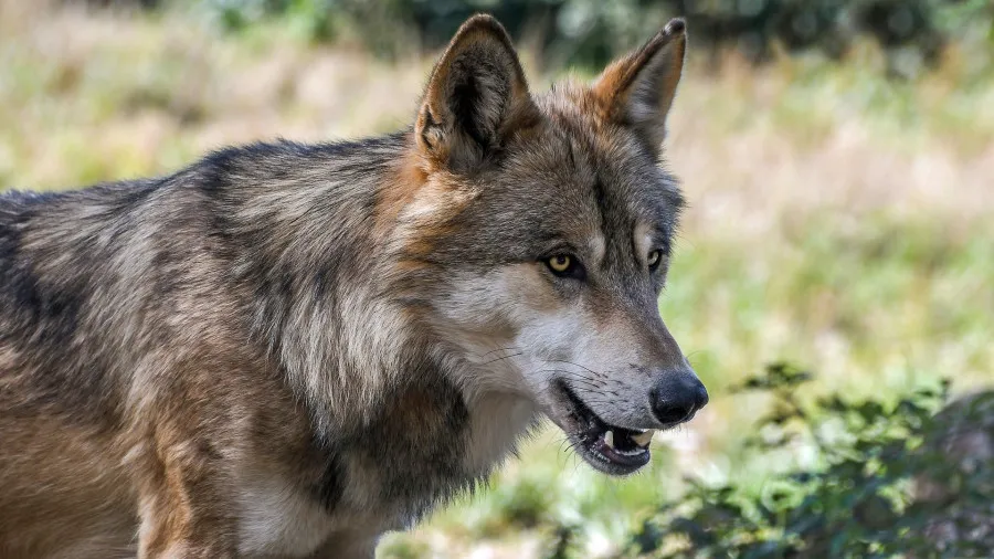 В шесть раз: в Севастополе резко увеличилась популяция волков