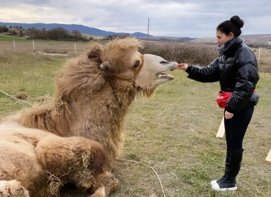 Спасенного верблюда начнут лечить в Севастополе 
