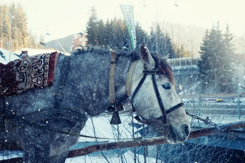 Из-за снегопада крымчане пересели на коней