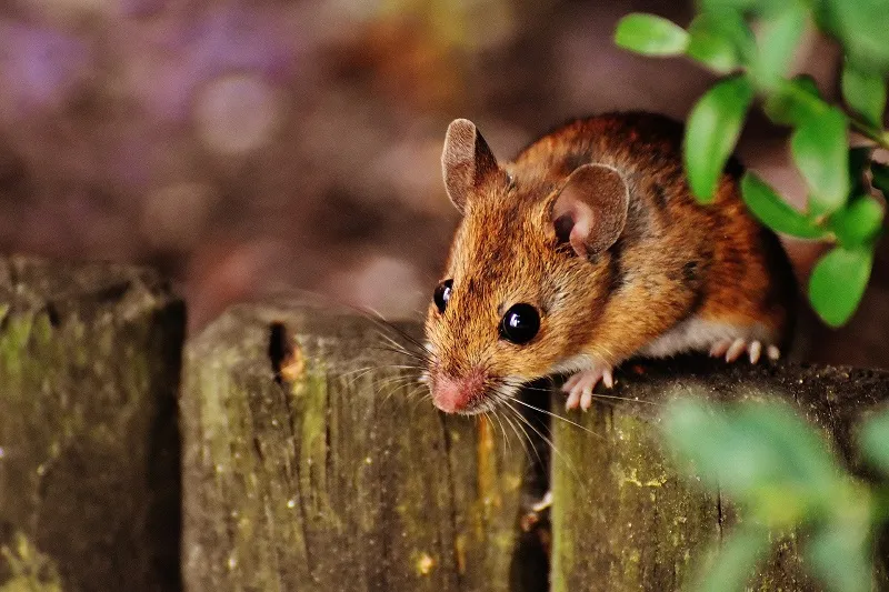 Усы мышей помогут бороться с облысением