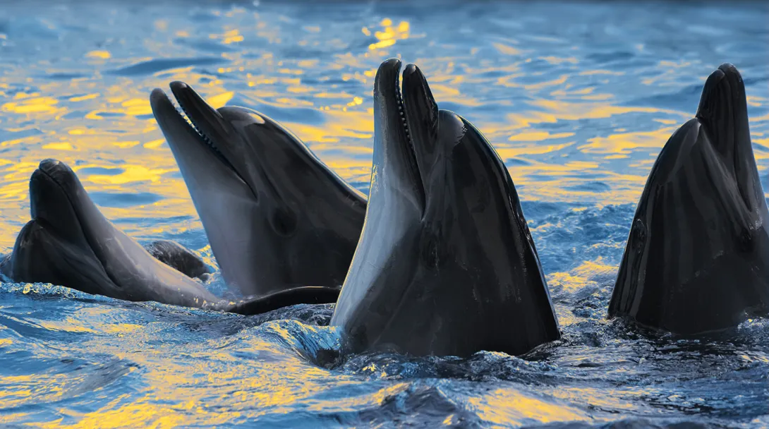 В Госдуме предлагают запретить вылов животных для дельфинариев