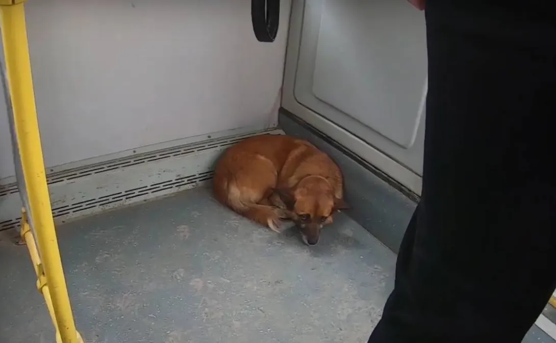 Грязные стёкла, собака и лента из чеков – находки в севастопольских маршрутках