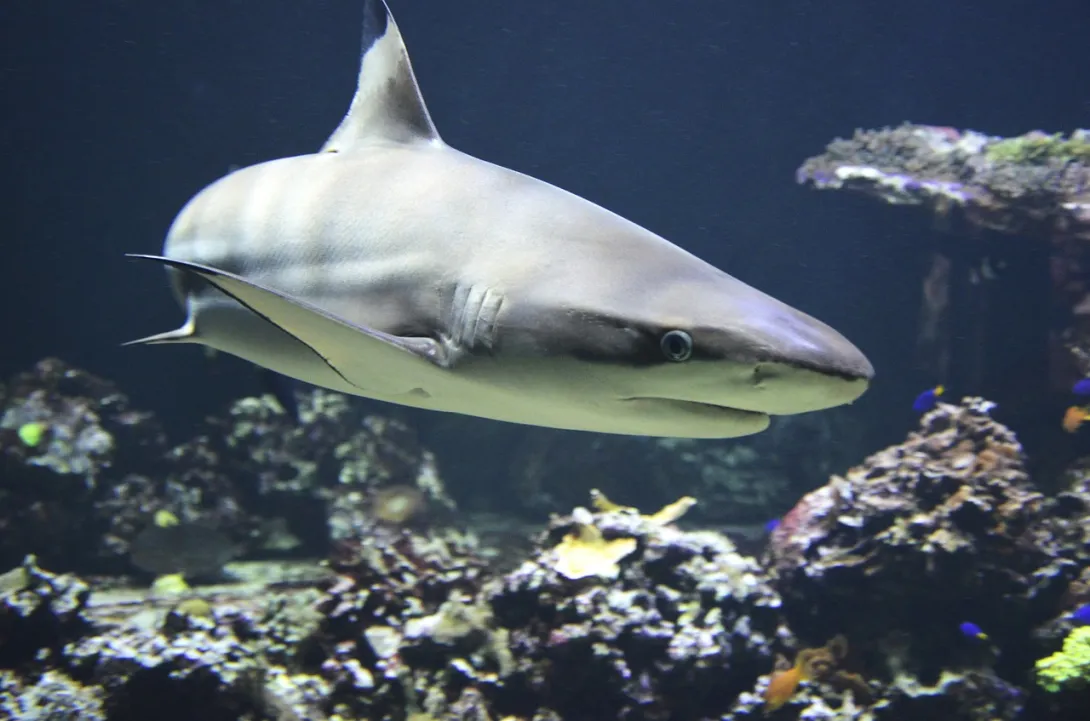 Ученые нашли светящихся акул