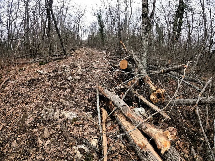 В районе Большой Севастопольской тропы обнаружили вырубку деревьев