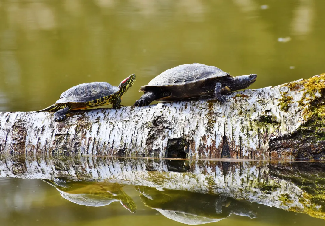 Севастопольцы подбрасывают черепах в бассейн у «Муссона»