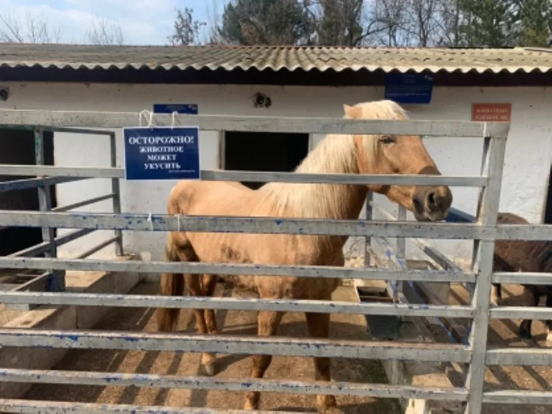 В крымском зоопарке лошадь откусила ребенку палец