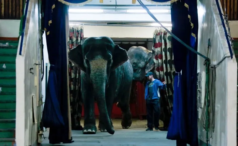 В Казанском цирке случилось новое ЧП со слоном