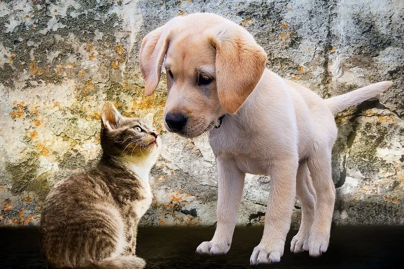 Нет «концлагерям для животных»: кто и как спасёт кошек и собак от безумной любви человека