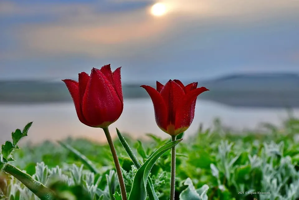 СевСети #1210. Переселенцы в Севастополе и дикие тюльпаны в Крыму
