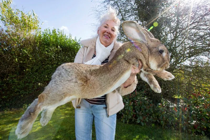 В Великобритании похитили самого большого кролика в мире