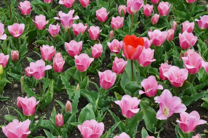 Пик цветения тюльпанов в Крыму ожидают на майские праздники