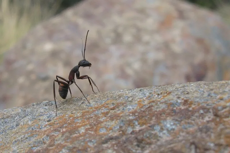 В Индии обнаружили вид муравьёв, способный жить вечно
