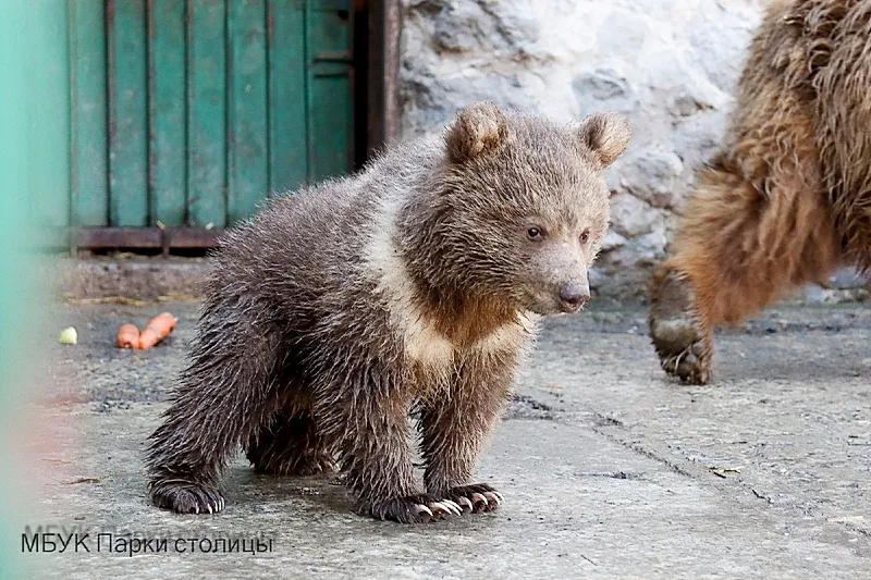 В зооуголке столицы Крыма впервые за 10 лет родился бурый медвежонок