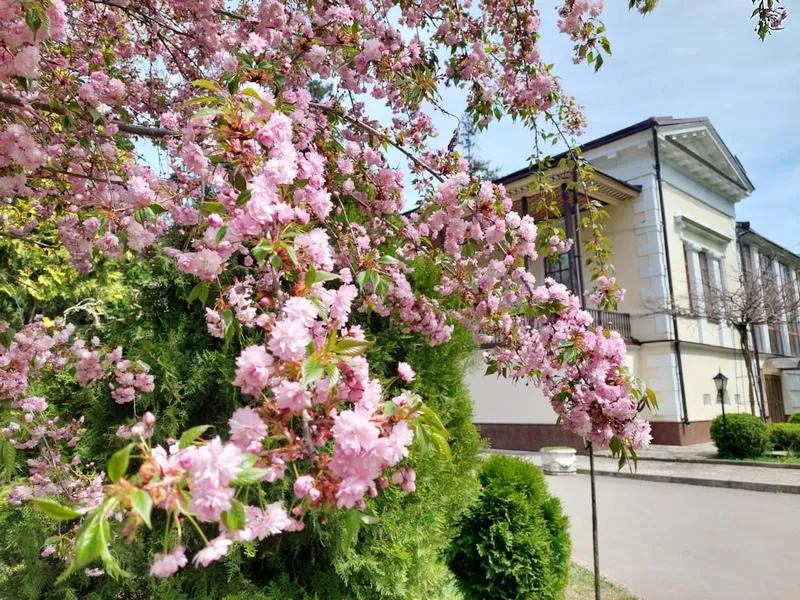 Япония в Крыму: цветущая сакура в ботаническом саду Симферополя собрала тысячи гостей