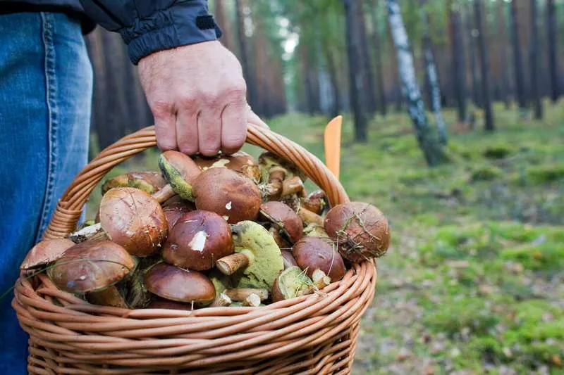 И Родина щедро: в России ужесточили правила сбора грибов, ягод и берёзового сока