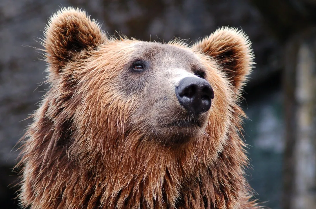 Принца Лихтенштейна обвинили в убийстве самого большого медведя Европы