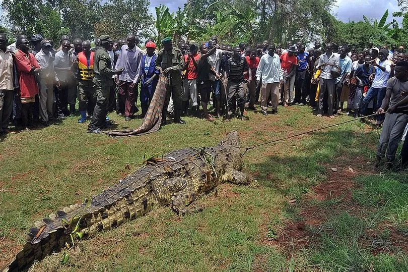 Крокодил, названный в честь бен Ладена, убил десятки человек