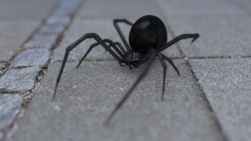 В Крыму предложили спасаться от смертоносного паука спичками