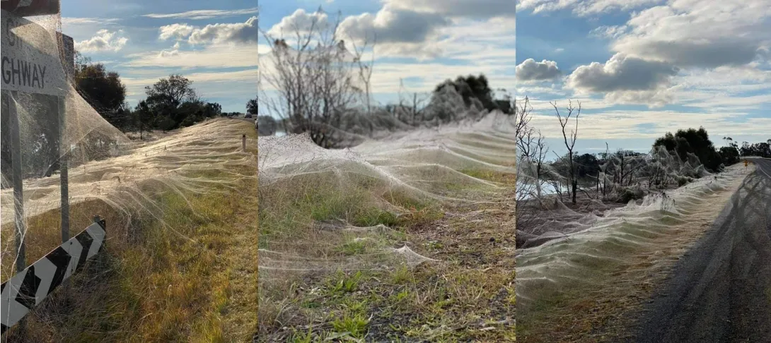 «Паучий апокалипсис»: поля оказались покрыты гигантскими паутинами 
