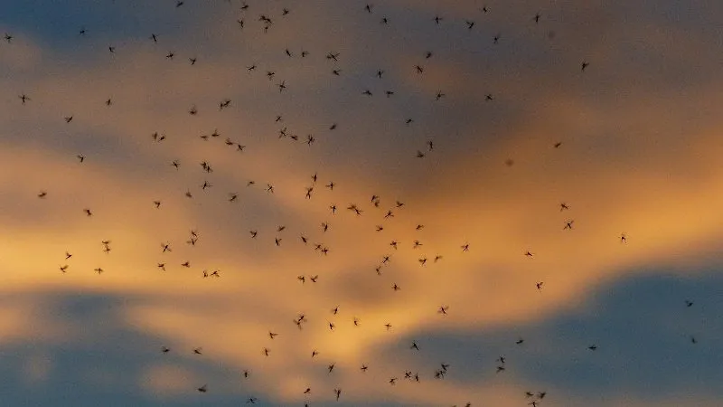 Голодные и очень злые: в Крыму расплодилось комарья
