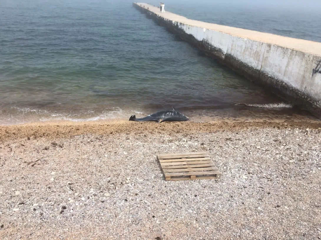 В Севастополе на пляже несколько часов пролежал мертвый дельфин