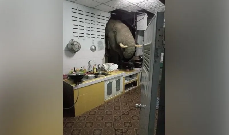 Слон ворвался в жилой дом, пробив стену. Видео