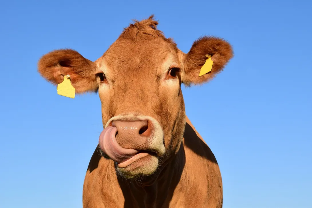 Коровы могут спасти человечество от «пластикового апокалипсиса»