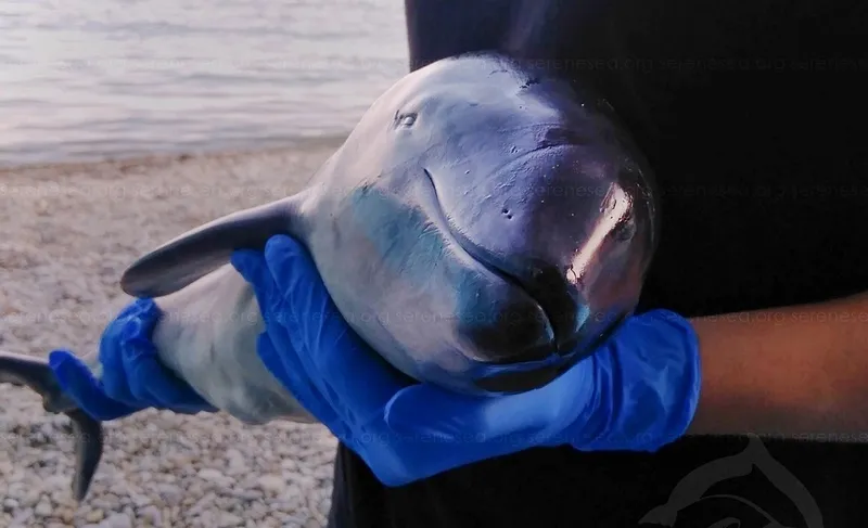 У берегов Крыма стали появляться дельфинята-сироты