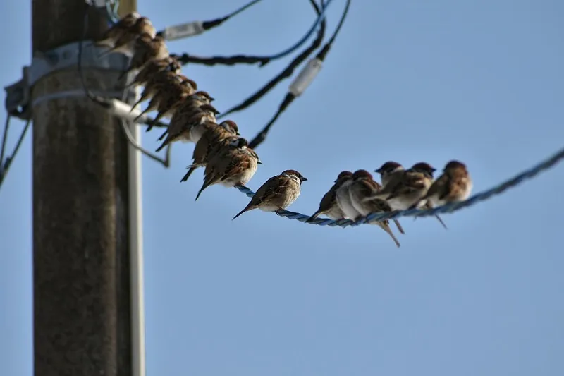Птицы отбирают электроэнергию у крымчан
