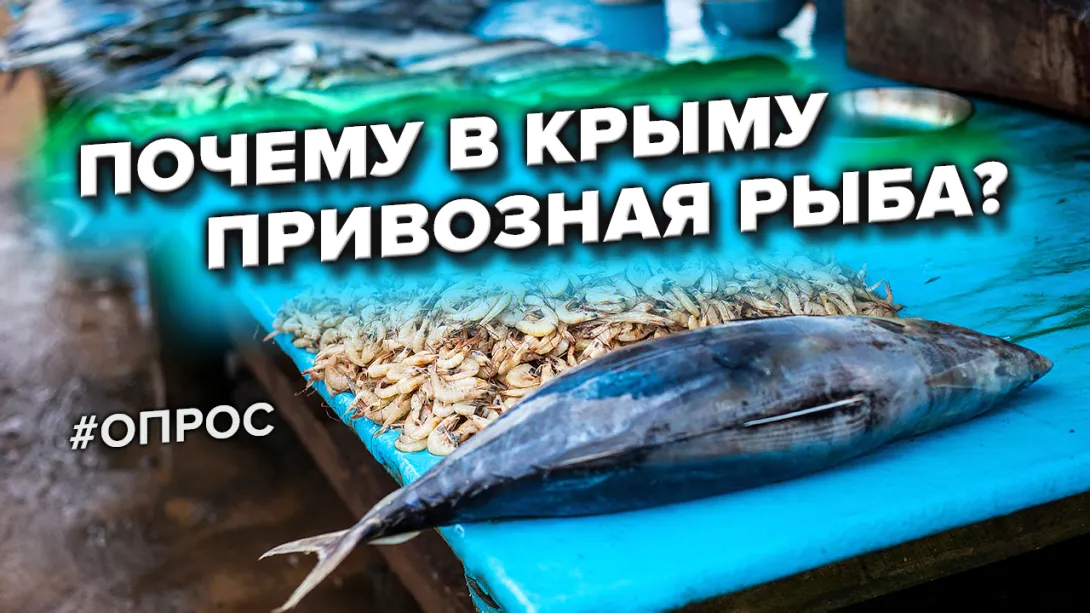 Понаехавшая рыба захватила прилавки Севастополя. Почему? — опрос 