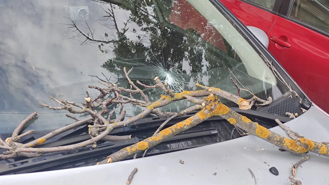 СевСети #1288. Дилемма с мерседесом, падающие деревья и севастопольское такси