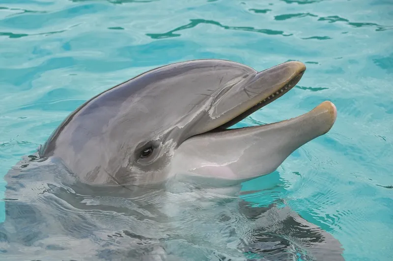 Дельфины в Крыму предупредили людей о землетрясении