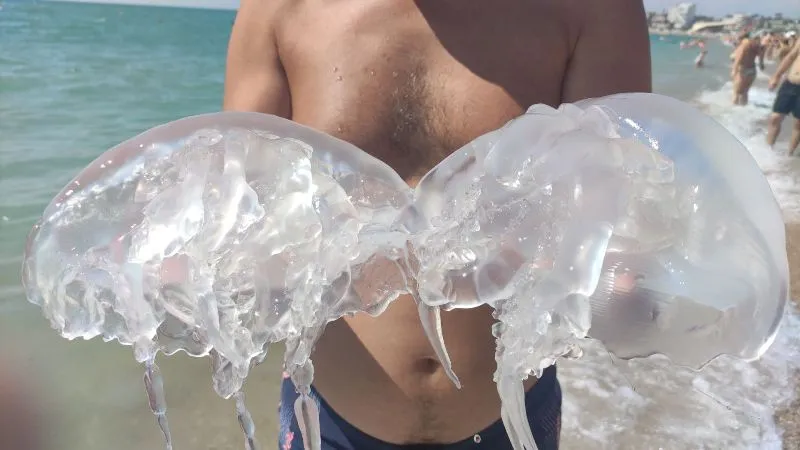 В Крыму огромные медузы захватили морской берег