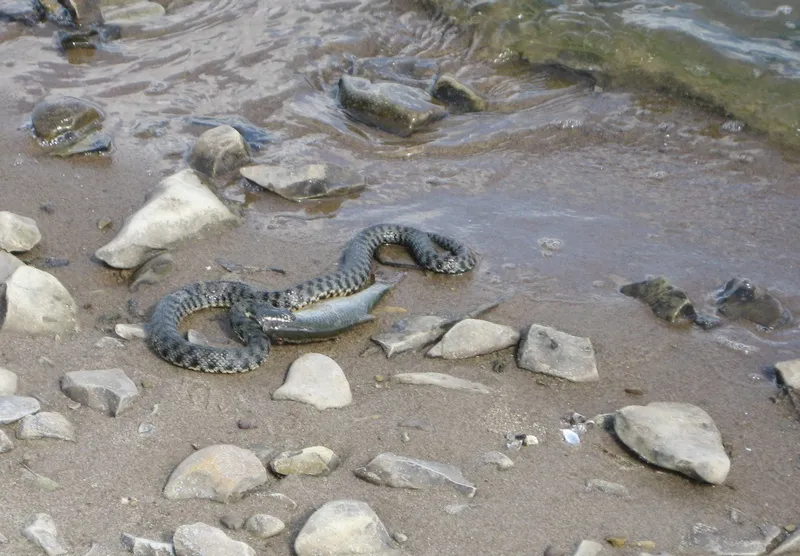 Крымчан напугала выплывшая из моря змея