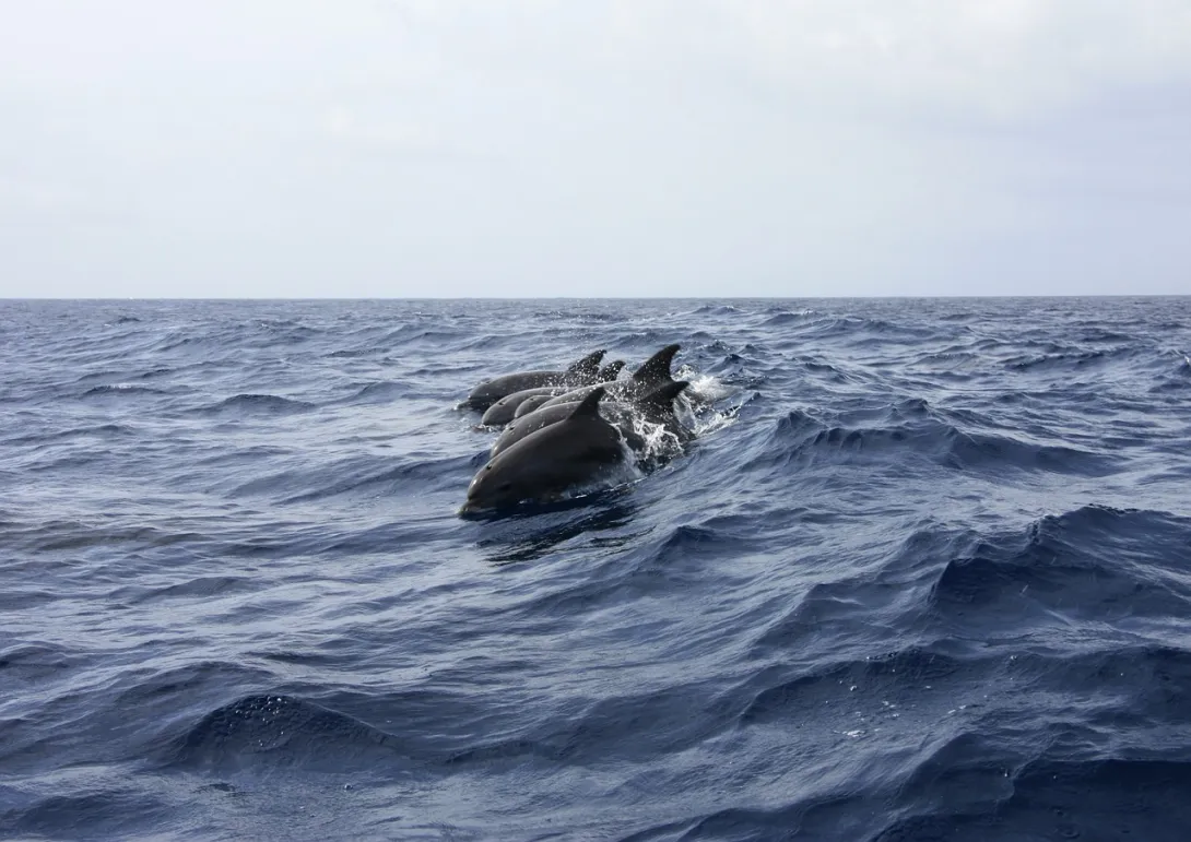 Дельфины помогли спасти мужчину, который 12 часов дрейфовал в воде