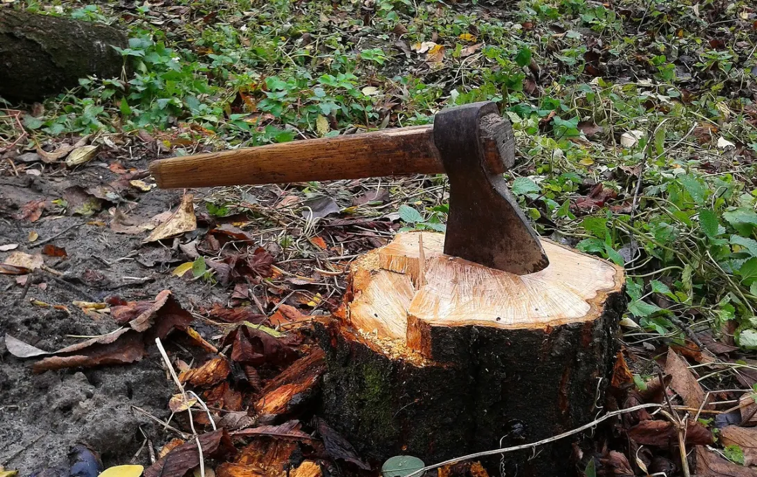 В Севастополе запустили карту вырубаемых и высаживаемых деревьев
