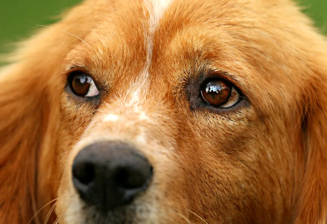 В Севастополе спасли собаку из технического колодца
